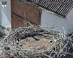 Capi_Dubne_20260815_161003.jpg