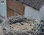 Capi_Dubne_20260815_163002.jpg