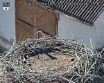 Capi_Dubne_20260815_163503.jpg