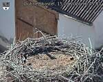 Capi_Dubne_20260815_164503.jpg