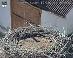 Capi_Dubne_20260815_165003.jpg
