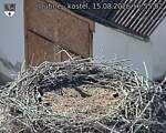 Capi_Dubne_20260815_165502.jpg