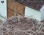 Capi_Dubne_20260815_201004.jpg