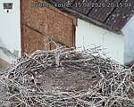 Capi_Dubne_20260815_201504.jpg