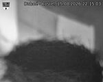 Capi_Dubne_20260815_221503.jpg