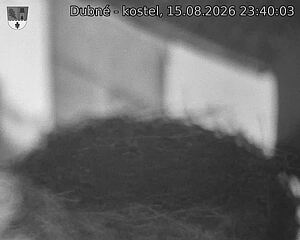 Capi_Dubne_20260815_234003.jpg (1350&nbsp;x&nbsp;1080)