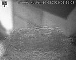 Capi_Dubne_20260816_011503.jpg
