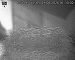 Capi_Dubne_20260816_013002.jpg