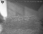 Capi_Dubne_20260816_020003.jpg