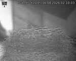 Capi_Dubne_20260816_021003.jpg