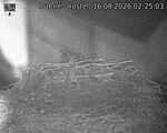 Capi_Dubne_20260816_022503.jpg