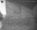 Capi_Dubne_20260816_024002.jpg