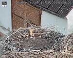 Capi_Dubne_20260816_055503.jpg