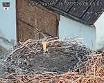 Capi_Dubne_20260816_060503.jpg