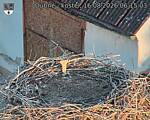 Capi_Dubne_20260816_061503.jpg