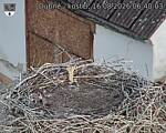 Capi_Dubne_20260816_064003.jpg