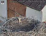Capi_Dubne_20260816_070504.jpg