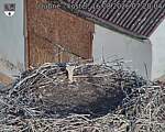 Capi_Dubne_20260816_072004.jpg