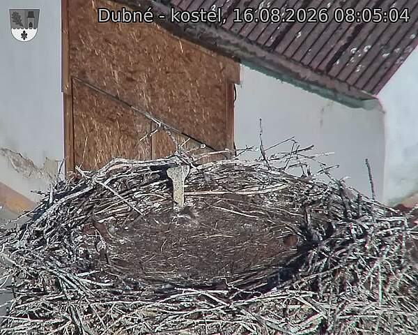 Capi_Dubne_20260816_080504.jpg (1350&nbsp;x&nbsp;1080)