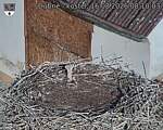 Capi_Dubne_20260816_081003.jpg