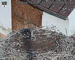 Capi_Dubne_20260816_084502.jpg