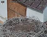 Capi_Dubne_20260816_103004.jpg