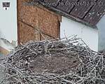Capi_Dubne_20260816_120003.jpg