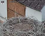 Capi_Dubne_20260816_135003.jpg