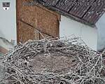 Capi_Dubne_20260816_140003.jpg