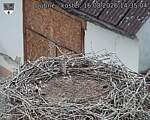 Capi_Dubne_20260816_143504.jpg