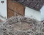 Capi_Dubne_20260816_144003.jpg