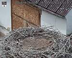 Capi_Dubne_20260816_145004.jpg
