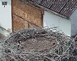 Capi_Dubne_20260816_151004.jpg