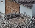 Capi_Dubne_20260816_153002.jpg