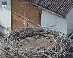 Capi_Dubne_20260816_153503.jpg