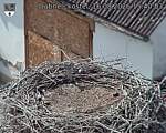 Capi_Dubne_20260816_154003.jpg