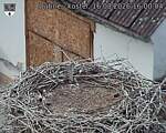 Capi_Dubne_20260816_160004.jpg