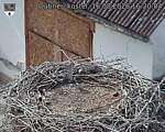 Capi_Dubne_20260816_162004.jpg