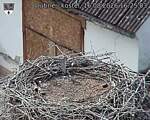 Capi_Dubne_20260816_162504.jpg