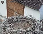 Capi_Dubne_20260816_165004.jpg