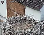 Capi_Dubne_20260816_170002.jpg