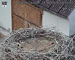 Capi_Dubne_20260816_170504.jpg