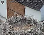 Capi_Dubne_20260816_184004.jpg