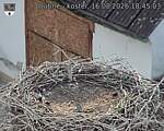 Capi_Dubne_20260816_184503.jpg