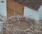Capi_Dubne_20260816_195004.jpg