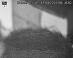 Capi_Dubne_20260817_001002.jpg