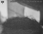 Capi_Dubne_20260817_004002.jpg