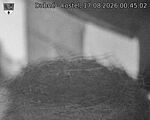 Capi_Dubne_20260817_004502.jpg