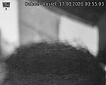 Capi_Dubne_20260817_005503.jpg