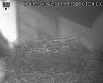 Capi_Dubne_20260817_015003.jpg